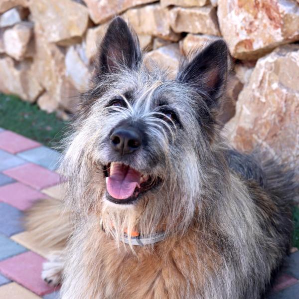 Arwen